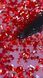 Топовое покрытие DNKa' Top Wine Red с фигурными конфетти на 15 мл, без липкого слоя 002115 фото 4
